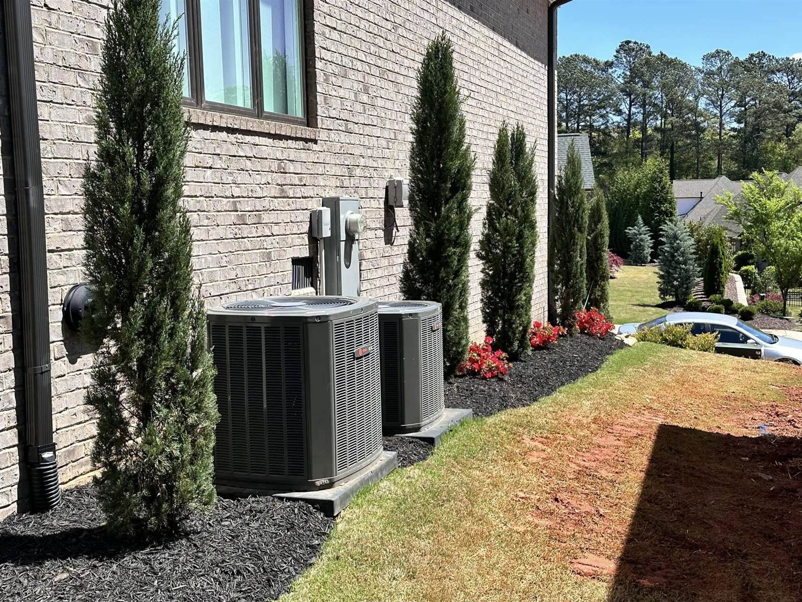 Row of cypress trees planted for privacy screening along a home